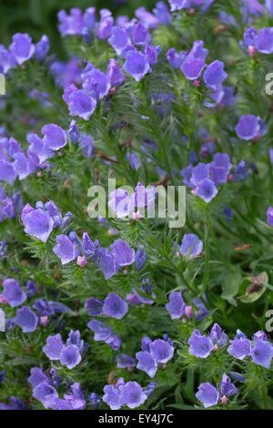 La culture des fleurs de buttage bleu dans un jardin au Royaume-Uni Banque D'Images