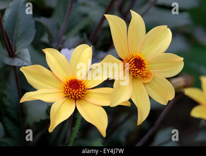 Dahlia fleurs unique dans le jardin en pleine croissance au Royaume-Uni Banque D'Images