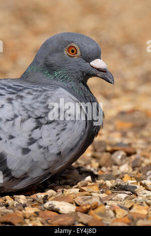 Un pigeon se reposant dans un jardin coloré dans le Hampshire UK Banque D'Images