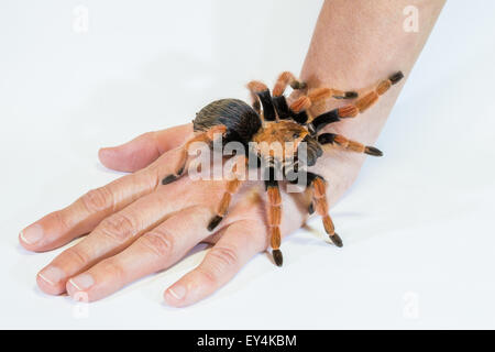 Tarantula en main Banque D'Images