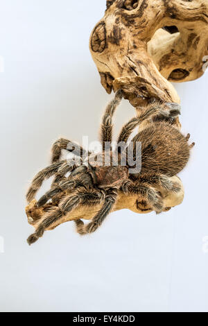 Tarantula sur branch Banque D'Images