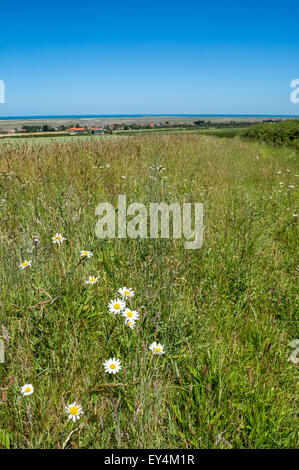 Des champs de fleurs sauvages surplombant le village côtier de Brancaster Staithe, Norfolk, Angleterre. Banque D'Images