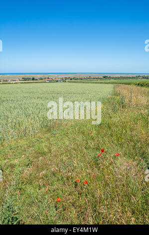 Des champs de fleurs sauvages surplombant le village côtier de Brancaster Staithe, Norfolk, Angleterre. Banque D'Images