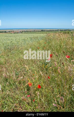 Des champs de fleurs sauvages surplombant le village côtier de Brancaster Staithe, Norfolk, Angleterre. Banque D'Images