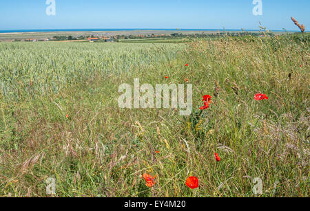 Des champs de fleurs sauvages surplombant le village côtier de Brancaster Staithe, Norfolk, Angleterre. Banque D'Images