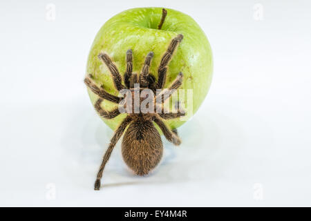 Tarantula sur apple Banque D'Images