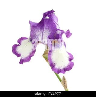 Fleur violette avec iris blanc isolé sur fond blanc Banque D'Images