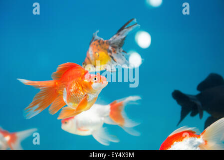 Poissons d'or natation dans l'aquarium Banque D'Images