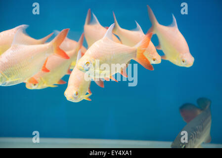 Poissons d'or natation dans l'aquarium Banque D'Images