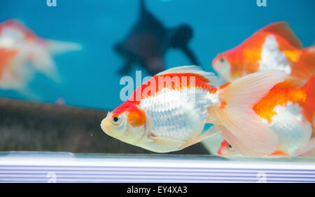 Poissons d'or natation dans l'aquarium Banque D'Images