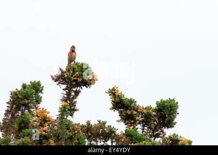 (Linnet Carduelis cannabina) perché dans un buisson Banque D'Images