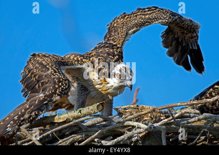 Osprey Chick working out les ailes Banque D'Images