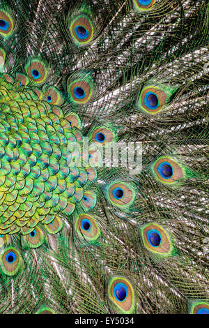 Magnifique Portrait de granules Banque D'Images