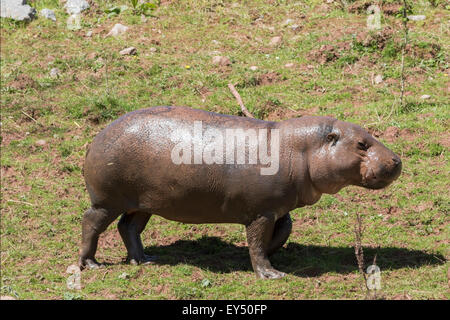 (Hippopotame pygmée Choeropsis liberiensis) sur terre Banque D'Images