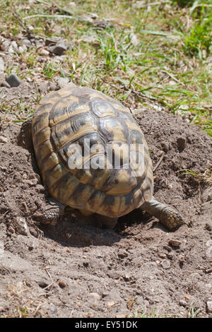 La tortue d'Hermann (Testudo hermanni). Une femelle nid d'exploration. L'écopage jambe arrière gauche sur le sol. Banque D'Images