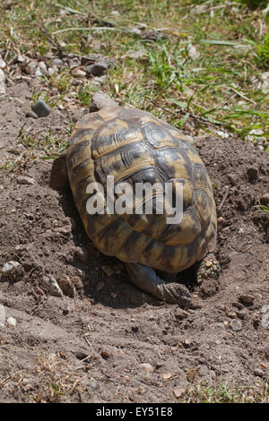 La tortue d'Hermann (Testudo hermanni). Une femelle nid d'exploration. Jambe gauche écopant hors sol qui sera deposite Banque D'Images