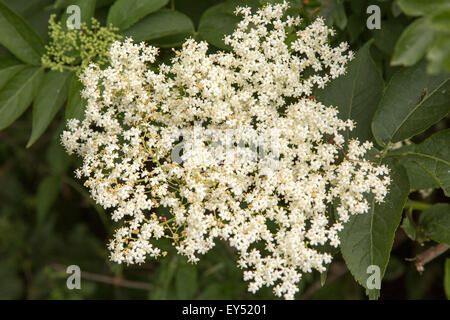 Close up de fleurs de sureau européen, Sambucus nigra, Suffolk, Angleterre, RU Banque D'Images