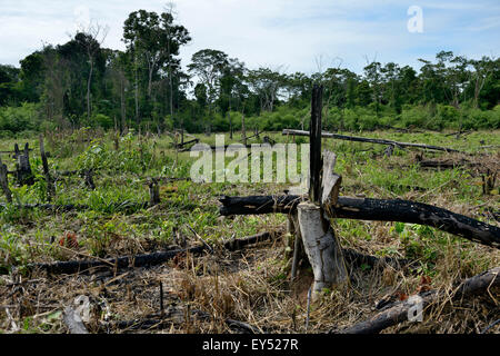 Des forêts pour obtenir des terres agricoles et des pâturages, forêt amazonienne, près de Puerto Maldonado, Madre de Dios Departameto Banque D'Images