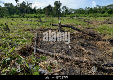 Des forêts pour obtenir des terres agricoles et des pâturages, forêt amazonienne, près de Puerto Maldonado, Madre de Dios Departameto Banque D'Images