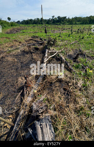 Des forêts pour obtenir des terres agricoles et des pâturages, forêt amazonienne, près de Puerto Maldonado, Madre de Dios Departameto Banque D'Images