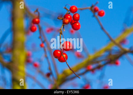 Crabe rouge des pommes sur une brindille d'un pommetier sur fond de ciel bleu pur en hiver Banque D'Images
