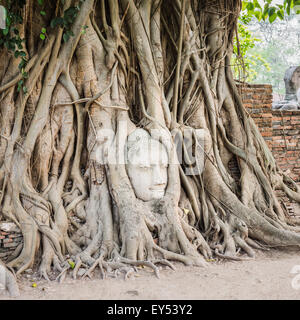 Tête de Bouddha recouvertes par figuier dans Wat Mahathat. Parc historique d'Ayutthaya Banque D'Images