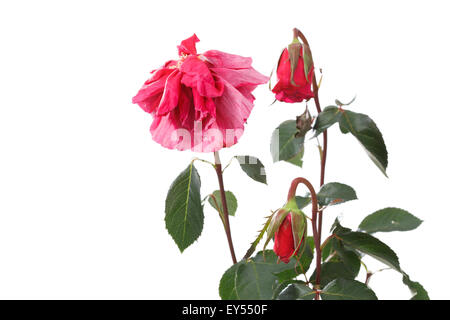 Les roses fanées Banque D'Images