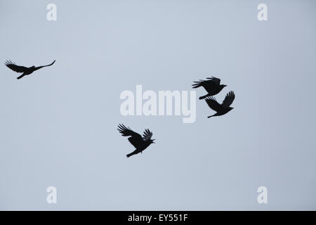 Les corbeaux freux (corvus frugilegus). En vol ; battant au vent. Iona. L'Écosse. Banque D'Images