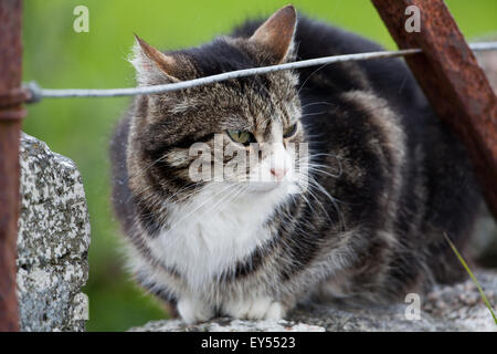 Ou sauvages vivant en liberté chat domestique (Felis catus). Perché sur un mur en pierre donnant sur un petit champ gérées pour Corncrakes Banque D'Images