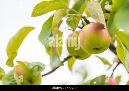 Photo de jeune pomme verte, les fruits sur les branches des pommiers Banque D'Images