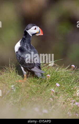 Macareux moine (Fratercula arctica). À la recherche sur une épaule. Plumage nuptial. De juin. Staffa. Hébrides intérieures. Côte ouest de l'Écosse. Banque D'Images