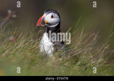 Macareux moine (Fratercula arctica). Plumage nuptial. À propos de descendre un trou de nidification ; obscurci. De juin. Staffa. Hébrides intérieures. L'ECOSSE Banque D'Images