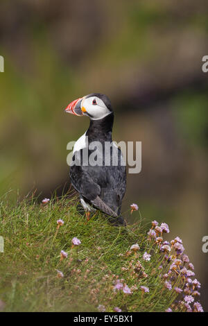 Macareux moine (Fratercula arctica). Plumage nuptial. Débarqué au milieu de la floraison (Thrift Armeria maritima). De juin. Staffa. L'ECOSSE Banque D'Images