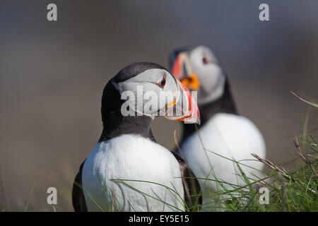 Macareux moine (Fratercula arctica). À la recherche sur une épaule. Plumage nuptial. De juin. Staffa. Hébrides intérieures. Côte ouest de l'Écosse. Banque D'Images