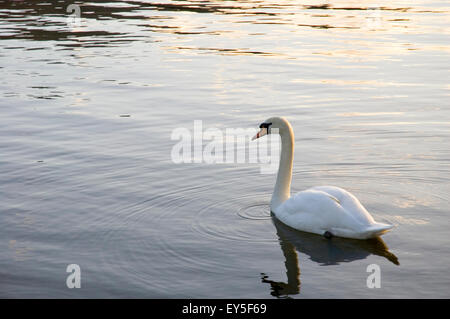 Un bouton mute swan (Cygnus olor) sur Derwent Water, Cumbria. Banque D'Images