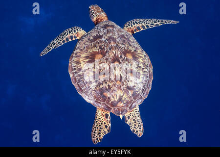 Tortue verte Chelonia mydas natation, ouest de l'océan Pacifique, les Palaos fédère de Micronésie Banque D'Images