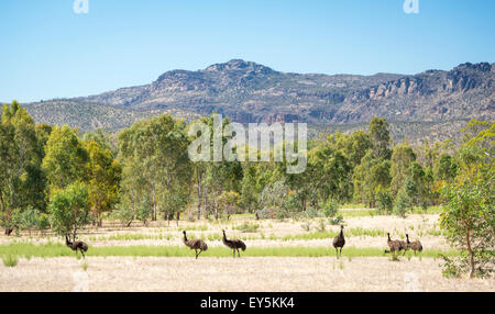 Les oiseaux sauvages, l'UEM dans le magnifique paysage de Victoria, le Parc National des Grampians Banque D'Images