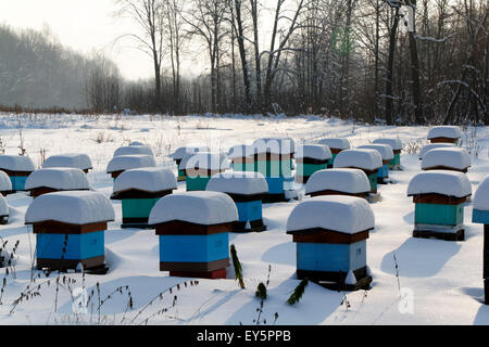 Ruches en hiver Banque D'Images