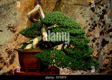 If japonais bonsai