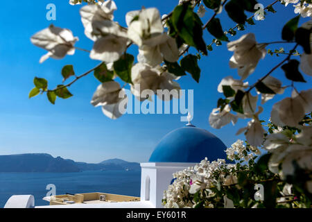 Oia Santorin, Îles Cyclades, Grèce Bougainvillea alba, Europe fleurs blanches Blue Dome Eglise Santorin Grèce Europe Bougainvillea et ciel Banque D'Images