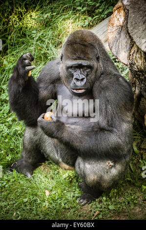 Weatern Lowland Gorilla avec de la nourriture dans le zoo de Jersey Banque D'Images