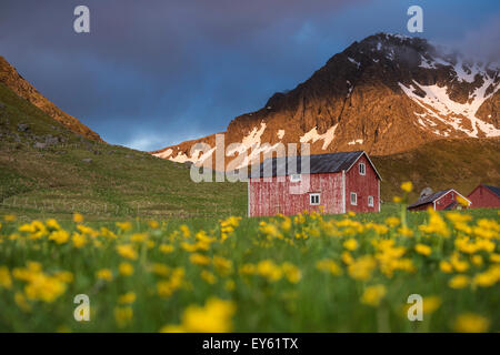 Grange rouge dans le champ de fleurs sauvages, Myrland, Flakstadøy, îles Lofoten, Norvège Banque D'Images