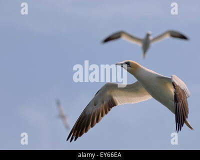 Un fou de Bassan volant au-dessus de la colonie de reproduction sur l'île de Grassholm galles, avec deux autres oiseaux de se concentrer dans l'arrière-plan Banque D'Images