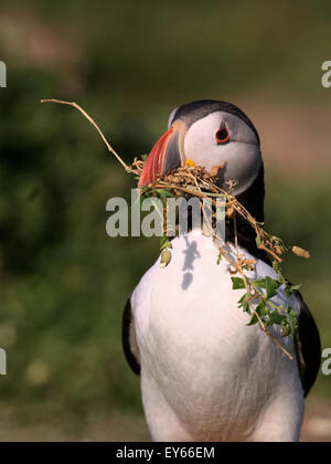 Un Macareux moine rassemble des matériaux de nidification dans son bec sur la falaise colonie de reproduction à Skokholm Island Banque D'Images