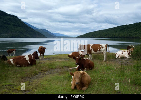 Les vaches se détendre au bord de la mer. Puerto Puyuhuapi. Aysén Province. Chili Banque D'Images