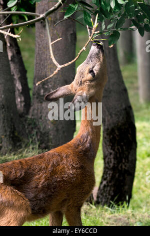 Le chevreuil (Capreolus capreolus) femmes manger les feuilles d'un arbre dans la forêt Banque D'Images