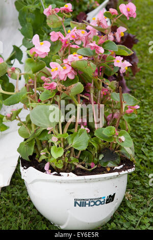 Begonia plantes croissant en blanc casque sur les membres de l'ERS de la 17e journée RHS Flower Show Festival à Tatton Park, une célébration des meilleurs de jardinage avec une atmosphère de carnaval. Une journée spectaculaire, non seulement pour les amoureux des plantes. Le spectacle est composé de trois "zones", chacun ayant son propre thème et saveur. Le "grandir" zone est un paradis pour les amoureux de plantes avec tant de choses à voir et à faire. Entourez-vous de la beauté dans le magnifique chapiteau floral et animé Village de plantes ; obtenir les meilleurs conseils d'experts sur l'ers l'empotage des bancs. Credit : Cernan Elias/Alamy Live News Banque D'Images