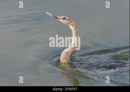 Anhinga nager à Venise Rookery, South Tamiami Trail, Venice, Florida, USA Banque D'Images