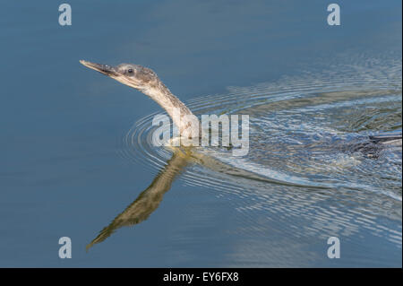 Anhinga nager à Venise Rookery, South Tamiami Trail, Venice, Florida, USA Banque D'Images