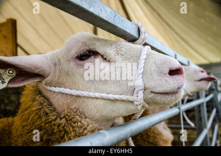 Moutons en plume à salon de l'agriculture dans l'attente de jugement. Un mouton coller c'est out ! Banque D'Images
